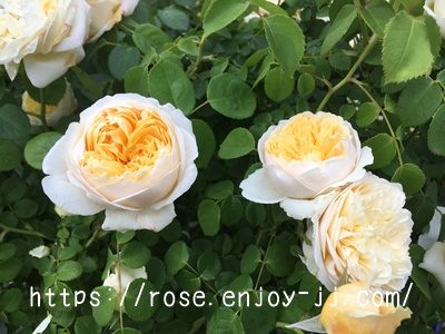 シャーロットオースチン