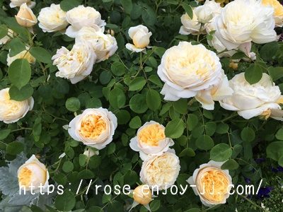 シャーロットオースチン