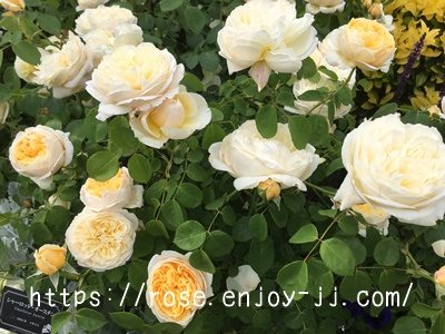 シャーロットオースチン