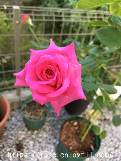 シャルトルーズ ドゥ パルム