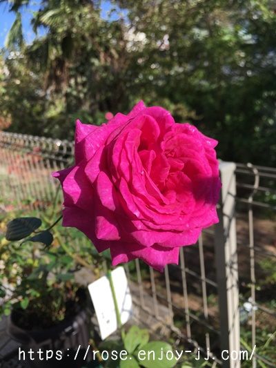 シャルトルーズ ドゥ パルム