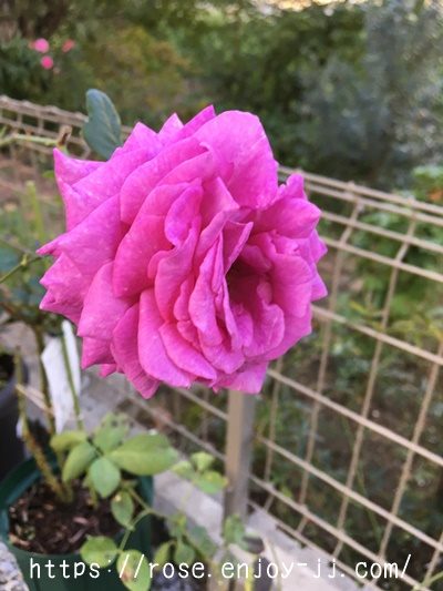 シャルトルーズ ドゥ パルム