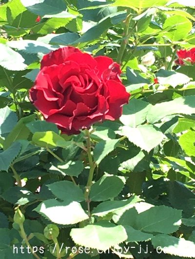 オマージュ ア バルバラ