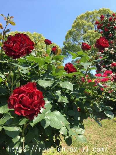 オマージュ ア バルバラ