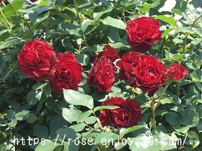 オマージュ ア バルバラ