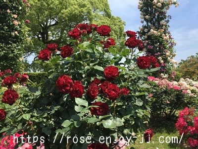 オマージュ ア バルバラ