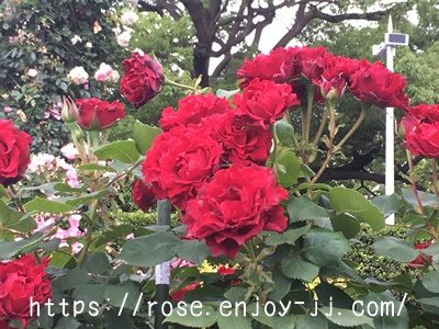 オマージュ ア バルバラ