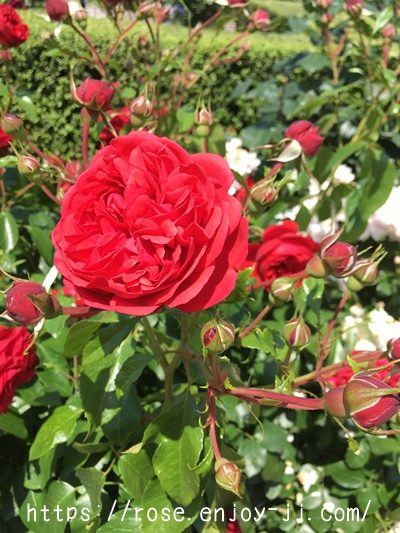 ジークフリート