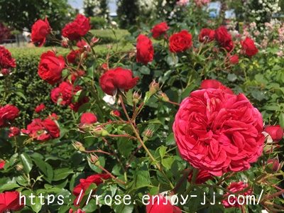 ジークフリート