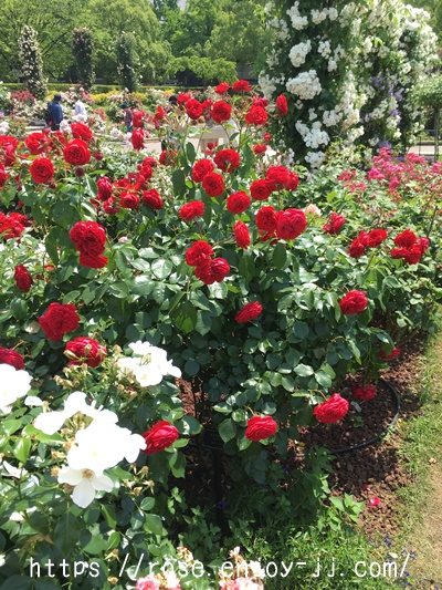 ジークフリート