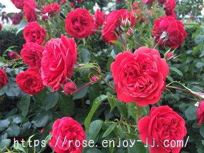 ジークフリート