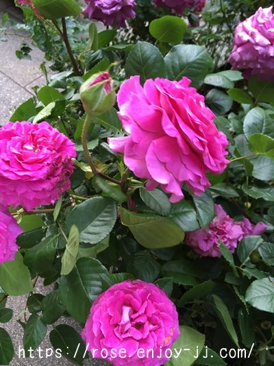 シャルトルーズ ドゥ パルム