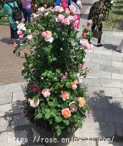 エドュアール マネ マルクシャガール