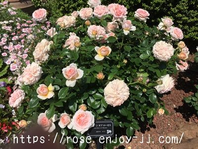 ガーデンオブローゼス