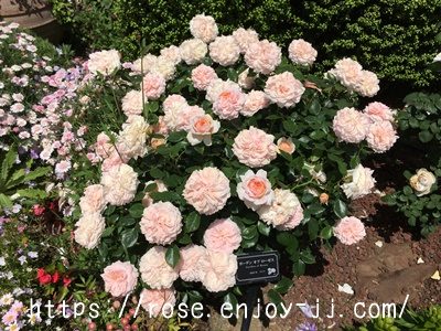 ガーデンオブローゼス