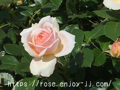 ガーデンオブローゼス