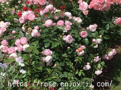 ハンスゲーネバイン