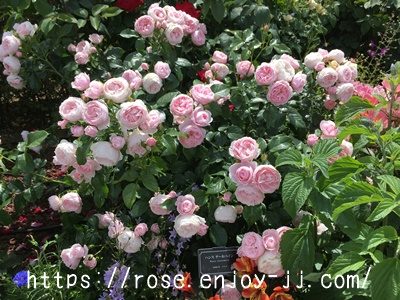 ハンスゲーネバイン