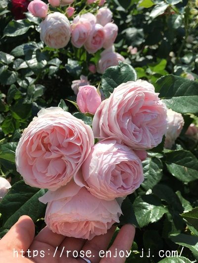 ハンスゲーネバイン