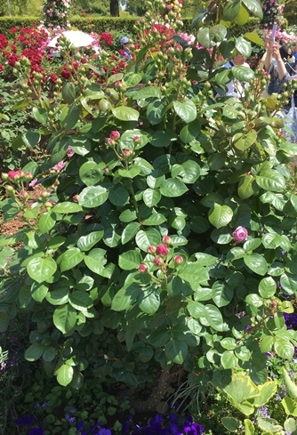 カインダーブルー