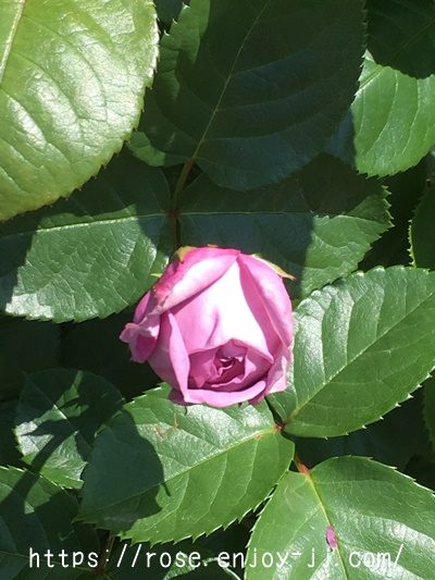 カインダーブルー