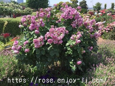 カインダーブルー