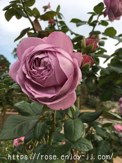 カインダーブルー