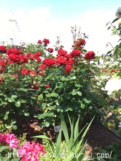 レッドクィーン