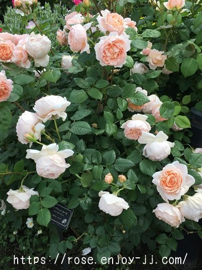 アンブリッジローズ