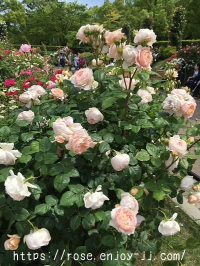 アンブリッジローズ