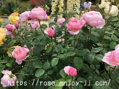 ジ アレンウィック ローズ