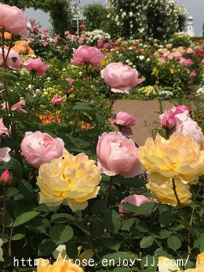 ジ アレンウィック ローズ