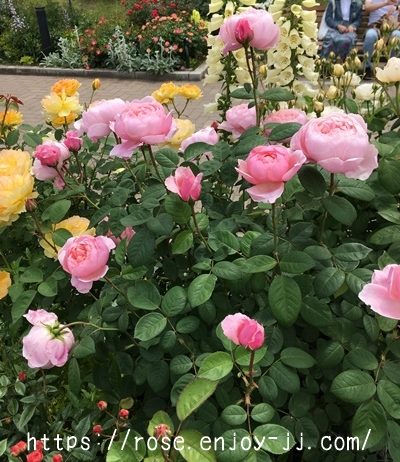 ジ アレンウィック ローズ