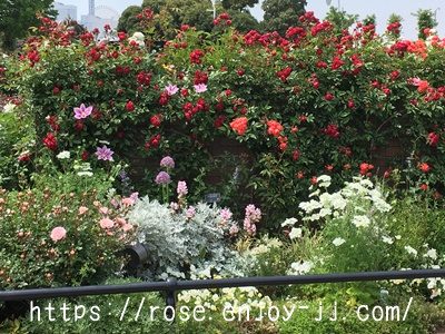 紅玉 こうぎょく