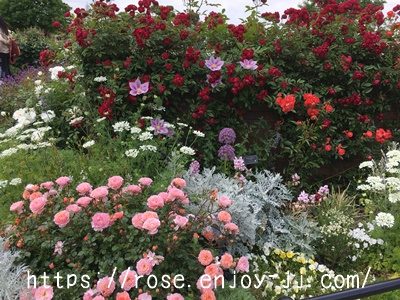 紅玉 こうぎょく