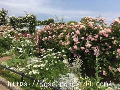 玉鬘 たまかずら