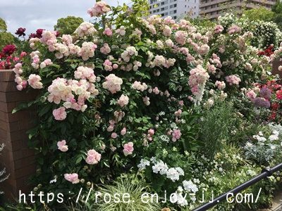 玉鬘 たまかずら