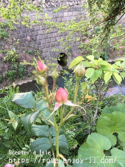 セプタードアイル