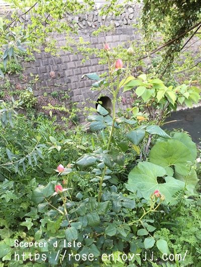 セプタードアイル