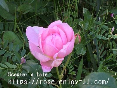 セプタードアイル