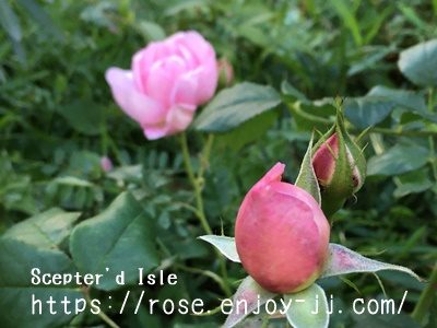 セプタードアイル