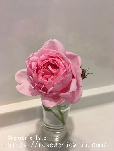 セプタードアイル