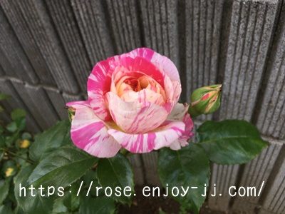 エドゥアール マネ