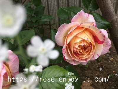 エドゥアール マネ