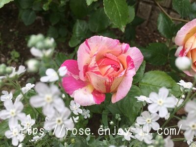 エドゥアール マネ