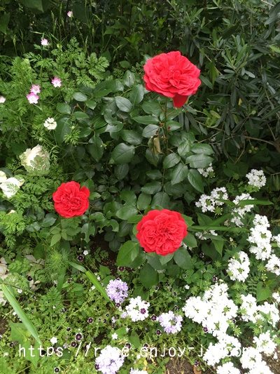 ジークフリート