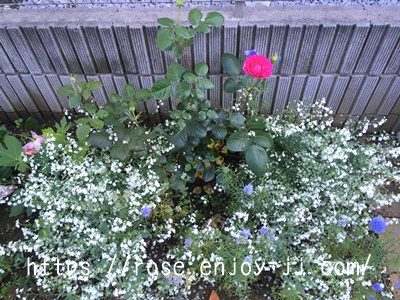 オンファロデス シャルトルーズ ドゥ パルム