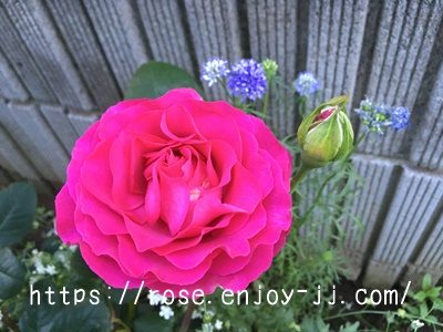 シャルトルーズ ドゥ パルム