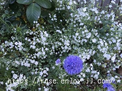 オンファロデス ギリア