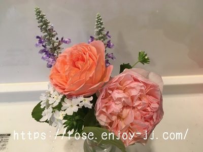 ボスコベル エブリン